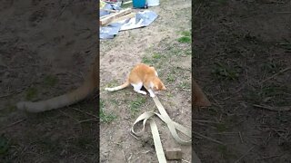 Farm Cats Play with Ratchet Straps not yarn!