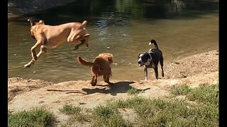 Dog Goes Airborne After Scare (+Slow Motion Funny)