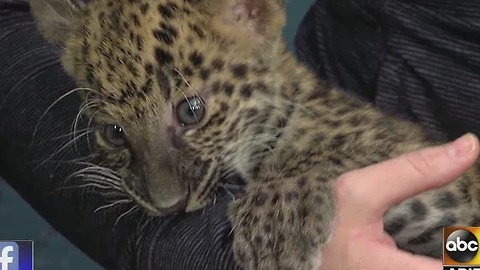 Wildlife Zoo brings a cute leopard cub into ABC15 Saturday