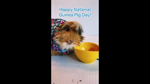 National Guinea Pig Day!