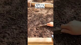 Backyard Gardening Project