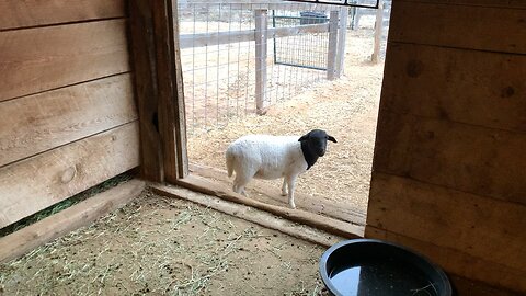 New Dorper Lamb! Dorper Sheep in Arizona
