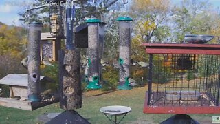 PA Bird Cam Finches #3 2020 10 15