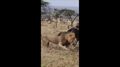 buffalo fight lion part one