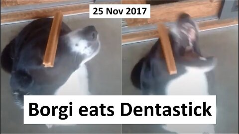 25 Nov 2017 - Borgi eats Dentastick