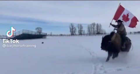 Canadian bison