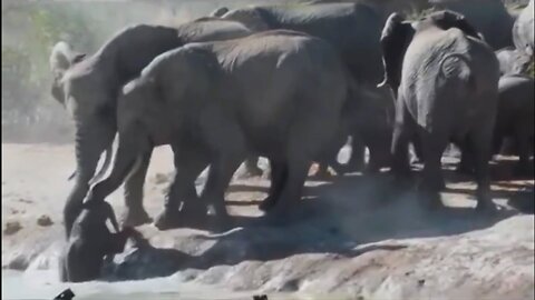 Elephant herd attempts to rescue baby from wallow