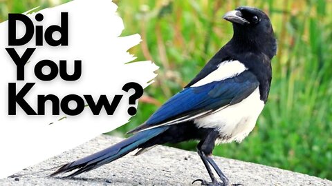 Things you need to know about MAGPIES!