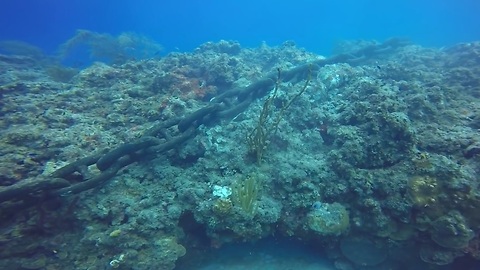 Cruise Ship Anchor Destroys Ancient Coral Reef