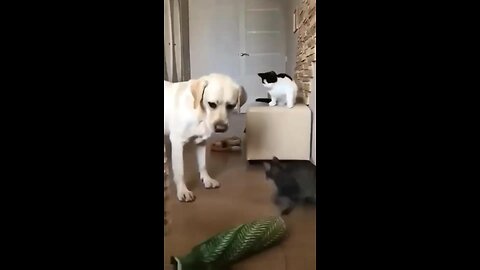 Funniest Animals 😅 || Funny Cats and Dogs Videos 😸🐶|| funny dog