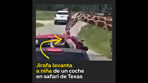 Una jirafa atrapa a una niña en un safari en EE.UU.