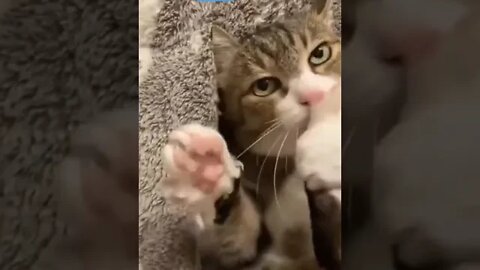 cute cat videos 😹 funny videos 😂1036😻#shorts #shortsfunny #cutecat #catvideos#catsfood #catscare