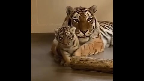 Mother and a cute cute cute cub 🐅 🐯