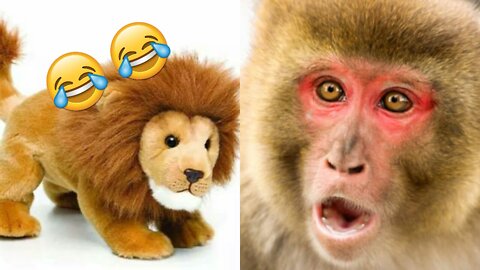Funny Prank Monkey and Fake Lion, Try Not To Laugh 😂😂