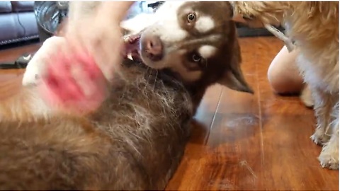 Siberian Husky really enjoys being brushed