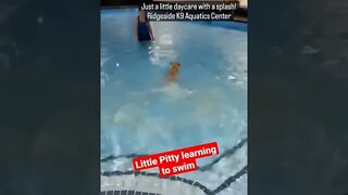 Pitbull Rescue learning to swim