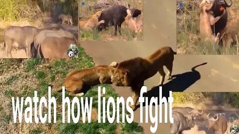 The Best Wildlife Animals Buffalo Destroy Lion