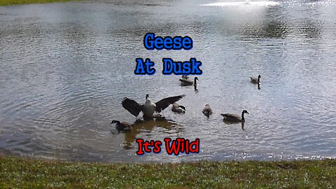 Geese At Dusk