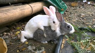 O acasalamento dos coelhos