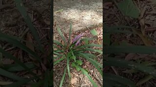 pretty purple flowers in grass