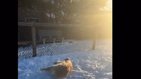 Golden Retriever likes to roll in snow
