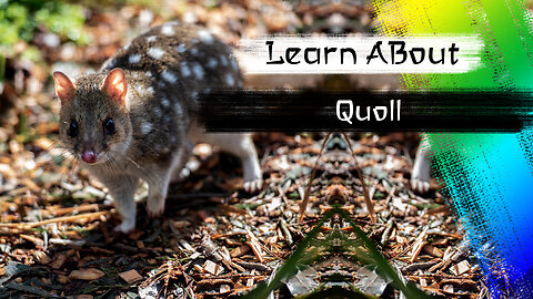 Quoll One Of The Cutest And Exotic Animals In The World