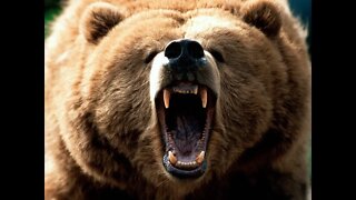 Giant Grizzly Bear Eating Elk in the Yellowstone River