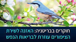 חוקרים בבריטניה: האזנה לשירת הציפורים עוזרת לבריאות הנפש