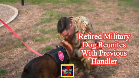 Retired military dog reunites with previous handler