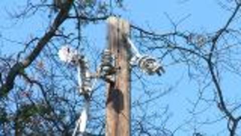 Tree Pruning Near Utility Lines