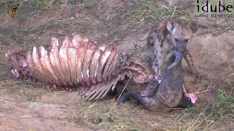 Hyena Cleaning A Buffalo Skeleton