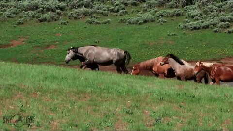 Skydog Sanctuary Doing Good Work - The Story Of Goliath and Red Lady