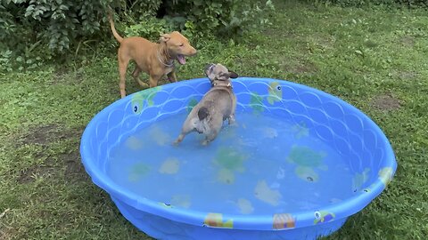 Rollo and daisy having fun in the pool