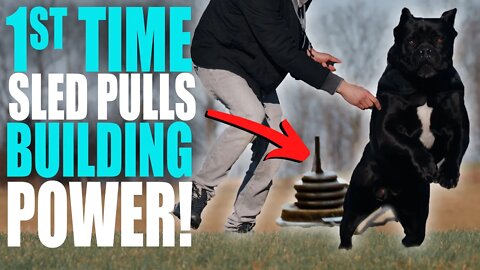 Teaching Cane Corso Weight Pulling! THIS IS INCREDIBLE! Get Your Dog JACKED!