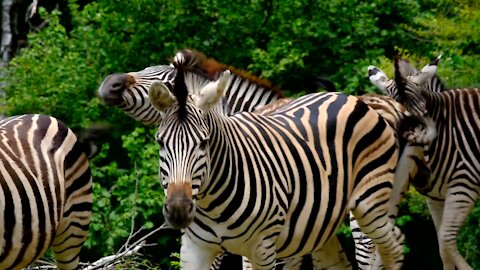 Zebra Animal Stripes Striped Black And White#
