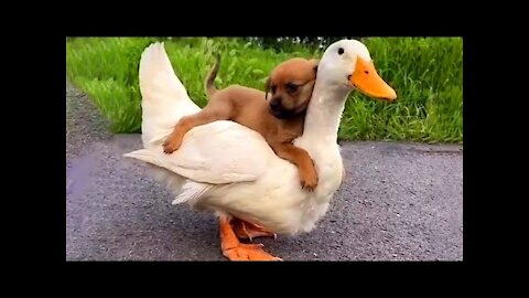Dog Takes a Ride on Duck | Funny Pet Videos