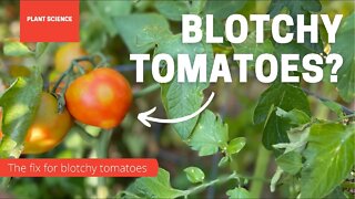 Why Are My Tomatoes Blotchy? The Causes For Blotchy Tomatoes. | Gardening in Canada