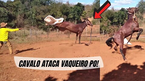 CAVALO ATACA VAQUEIRO PO - OLHA A VALENTIA