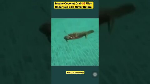 Insane Coconut Crab 🦀 Flies Under Sea Like Never Before. #shorts #animals #wildlife #crab #coconut