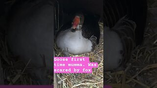 Goose returns to nest after being scared by fox #pilgrimgeese #geese