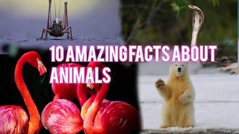 10 amazing facts about animals/English facts