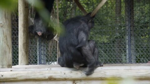 Chimpanzee at the Zoo