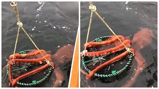 Huge Octopus Hangs on to Fisherman's Catch