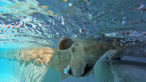 Golden Retriever's Rock Diving Fun Is Interrupted By Great Dane Puppy