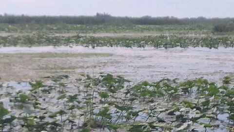 Airboat Ride 🐊