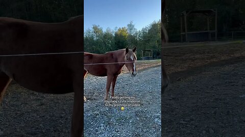 Sweet Response From A Mustang Horse