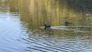 Wood Duck & White Egrets Humber River Toronto