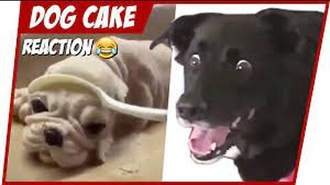 prank with my pet , like cutting a dog cake funny moment || hold up
