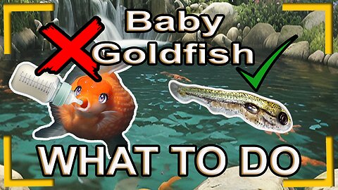 Some small tips on how to prepare your tank for goldfish fry