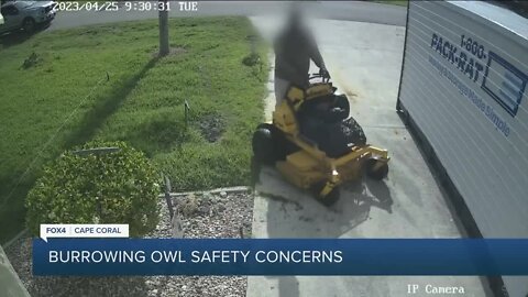 Cape Coral landscaper caught mowing over burrow as advocates see an increase in burrowing owls